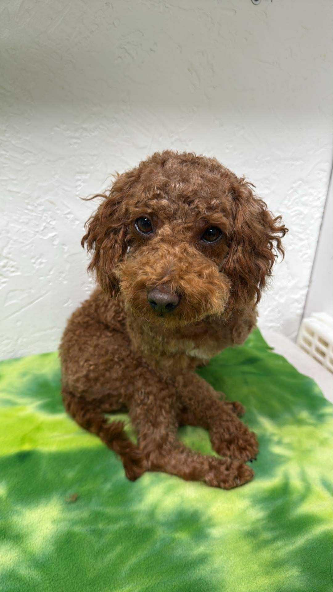 Seymour- Home Visit in Process