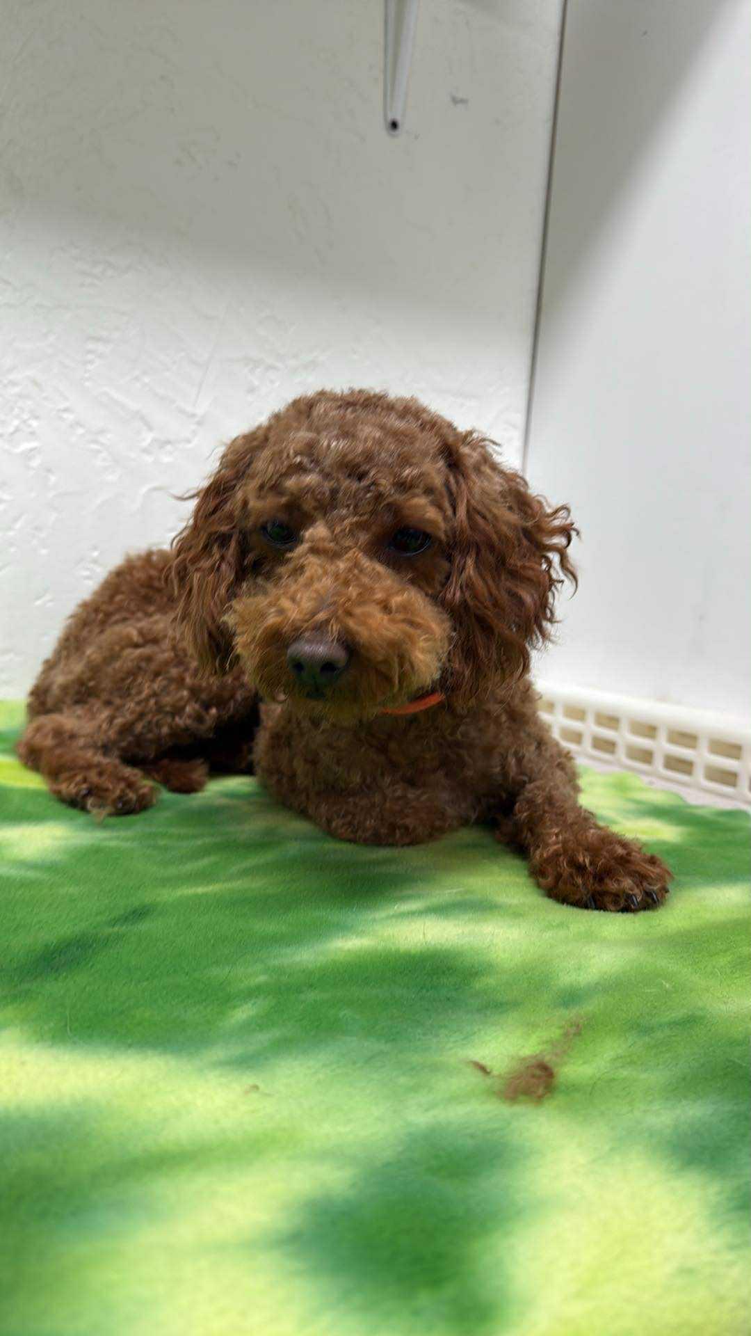 Seymour- Home Visit in Process