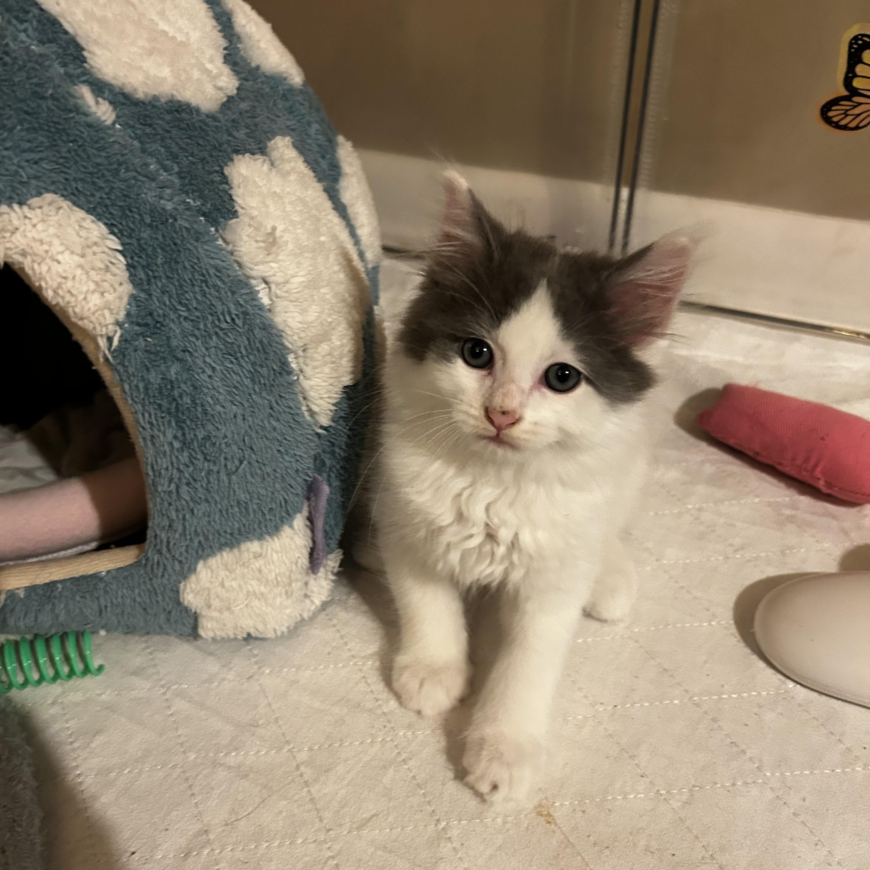 Squid (Classic B), an adopted Domestic Long Hair in Warminster, PA image 1/6