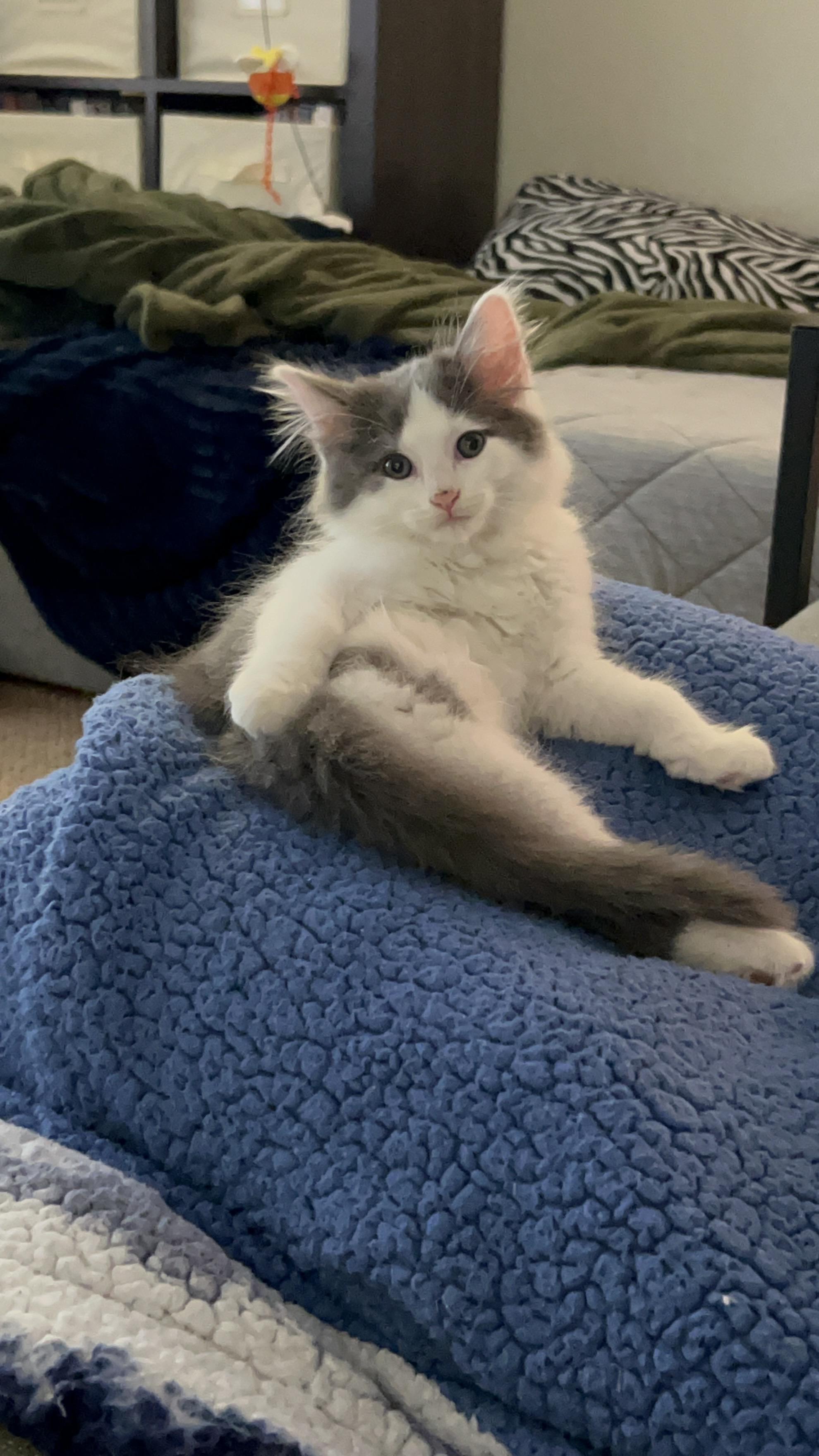 Squid (Classic B), an adopted Domestic Long Hair in Warminster, PA image 2/6
