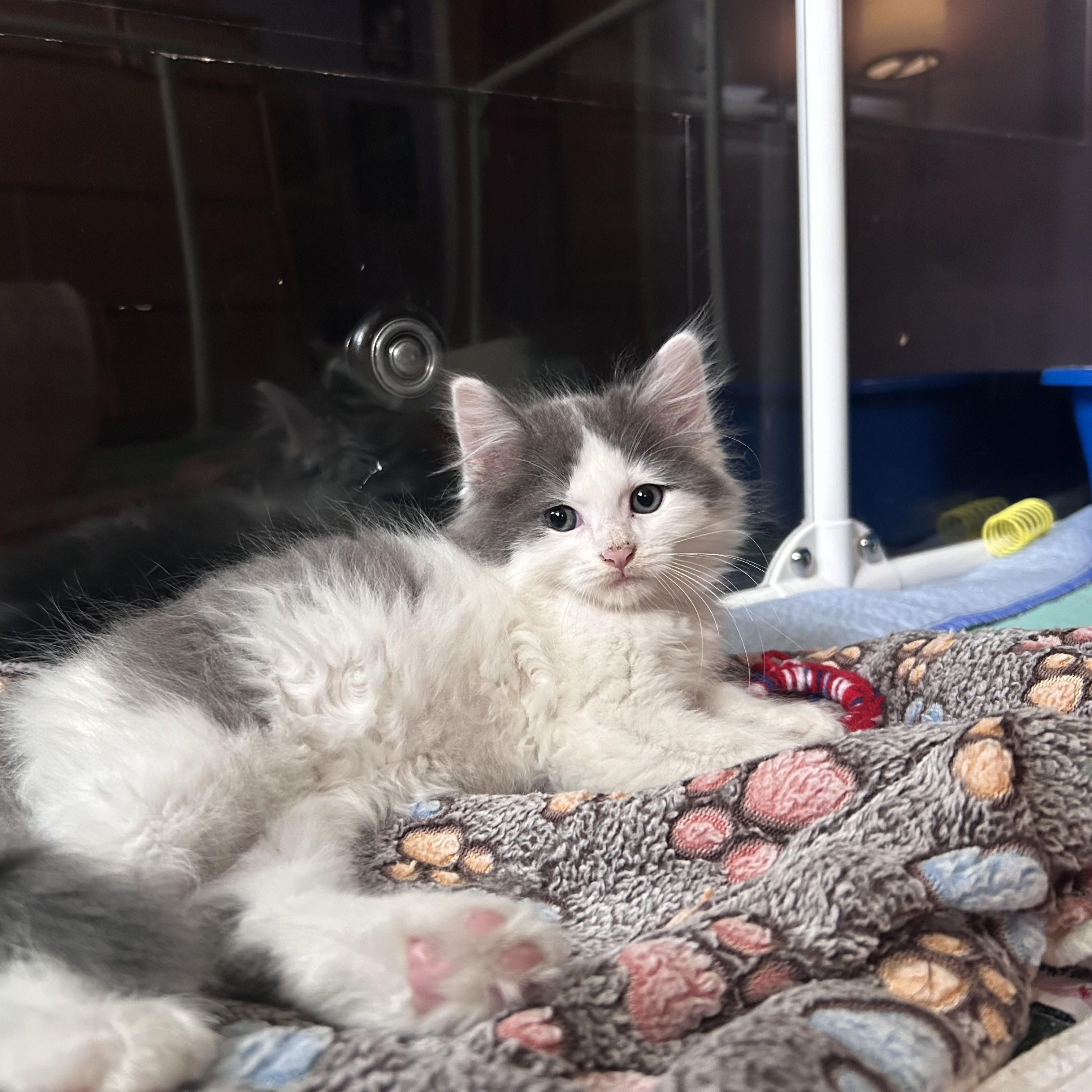 Squid (Classic B), an adopted Domestic Long Hair in Warminster, PA image 6/6
