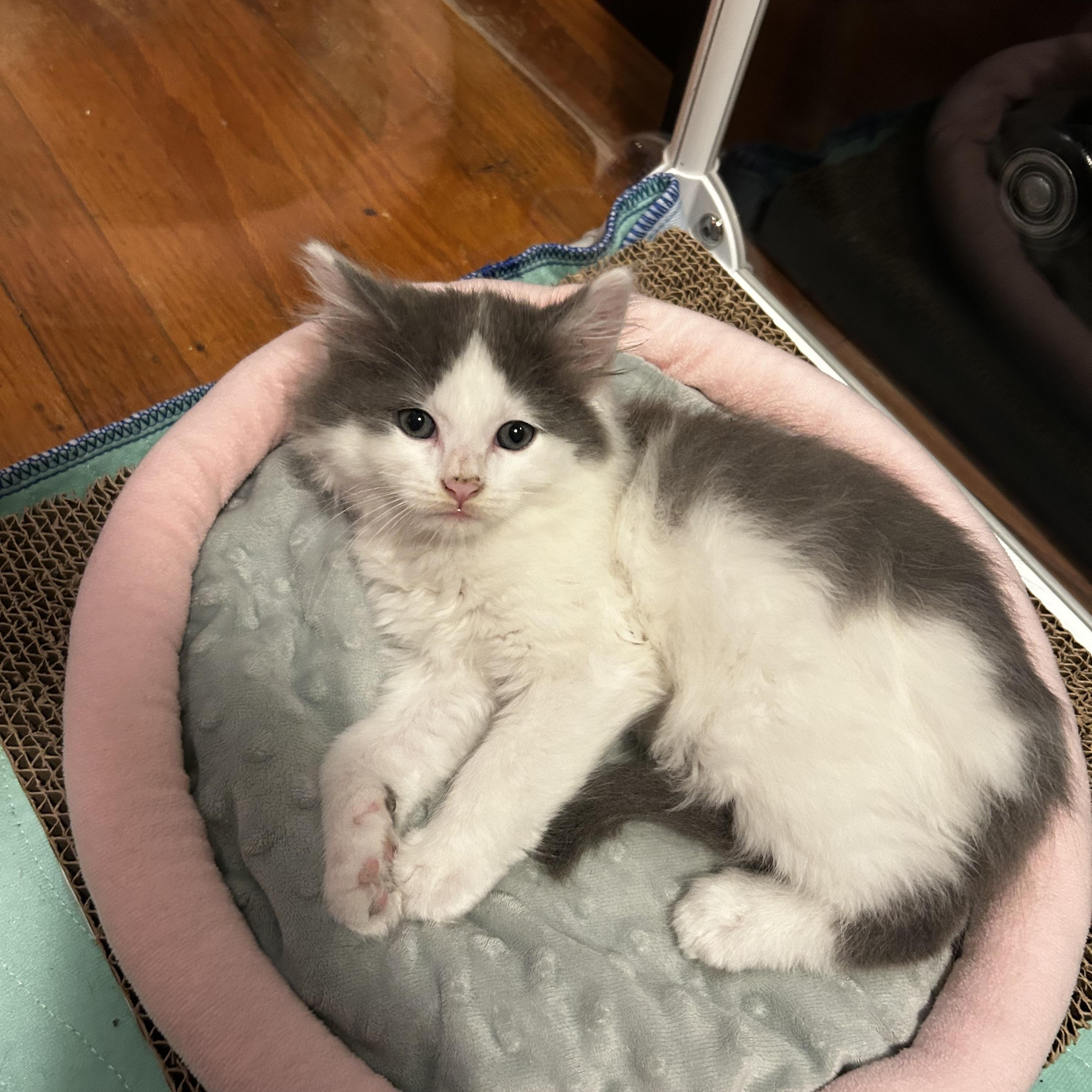 Squid (Classic B), an adopted Domestic Long Hair in Warminster, PA image 4/6