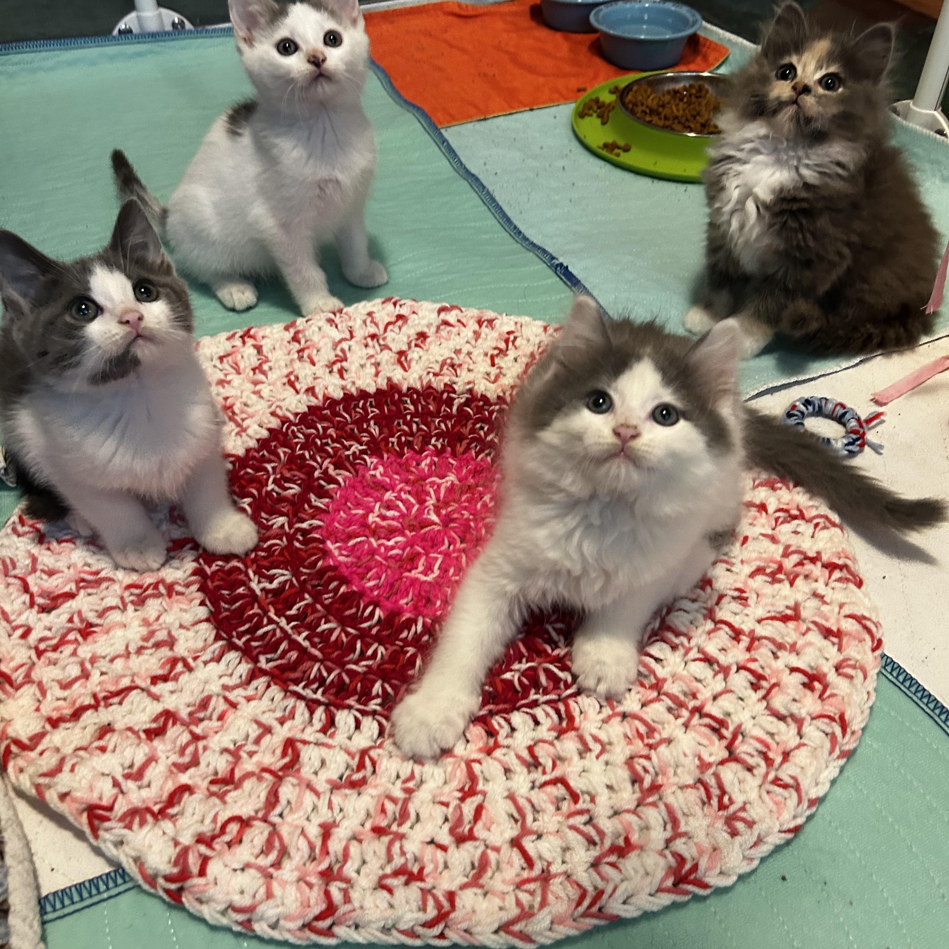 Squid (Classic B), an adopted Domestic Long Hair in Warminster, PA image 5/6