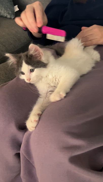 Enlarge Squid (Classic B), an adopted Domestic Long Hair in Warminster, PA video 3/6