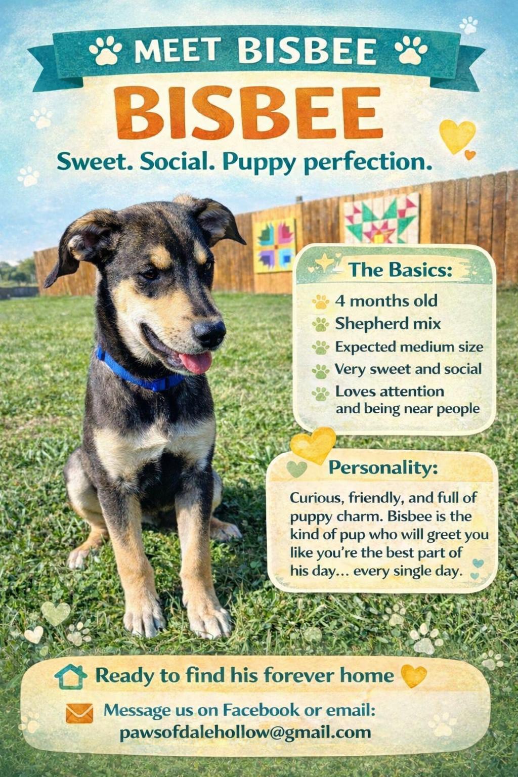Enlarge Bisbee, a Adoptable mixed breed in Harwinton, CT image 2/6