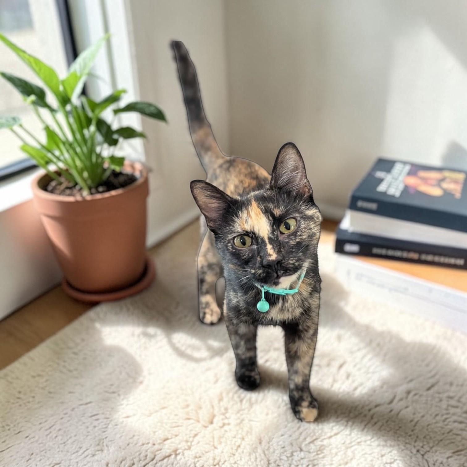 Enlarge Tigress, an adopted mixed breed in St. Louis, MO image 5/6