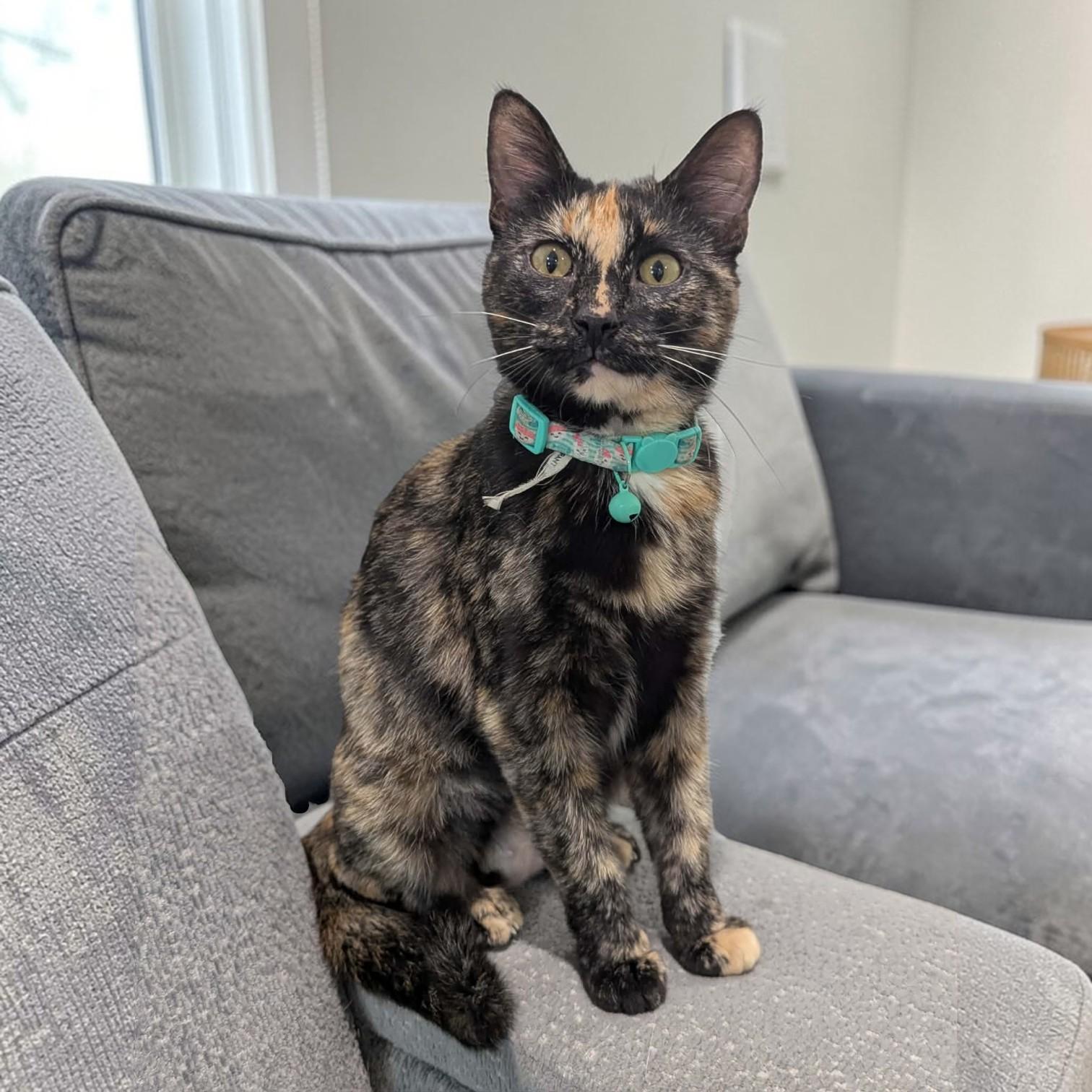 Enlarge Tigress, an adopted mixed breed in St. Louis, MO image 1/6