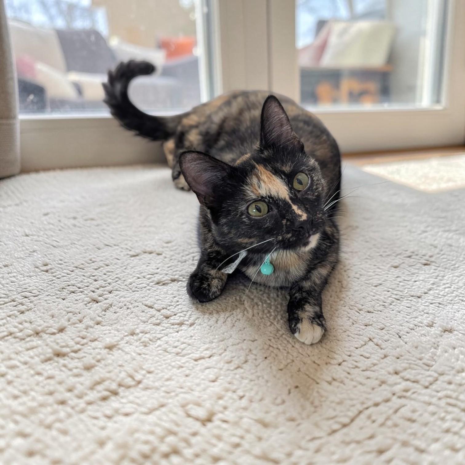 Enlarge Tigress, an adopted mixed breed in St. Louis, MO image 3/6