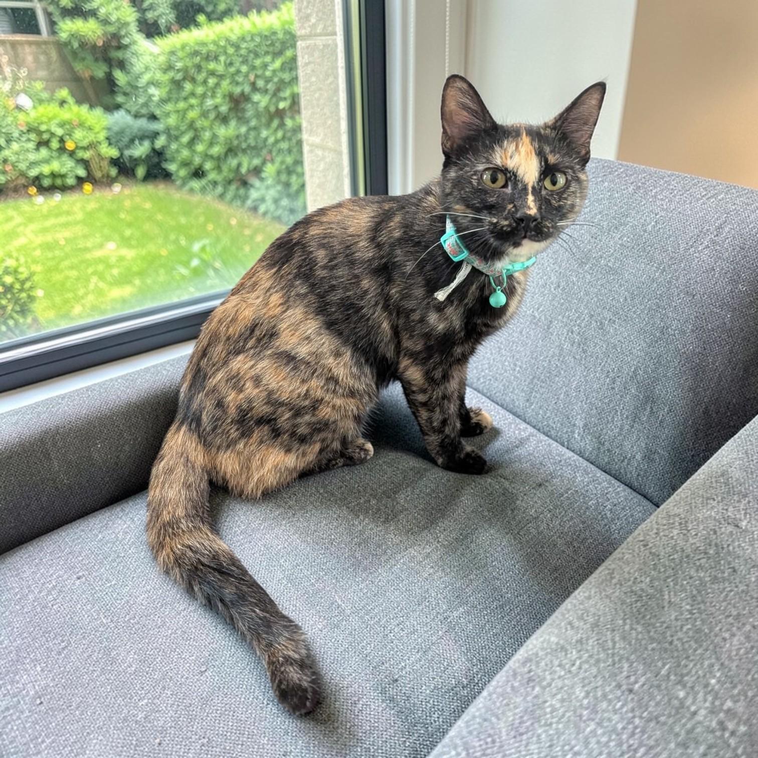 Enlarge Tigress, an adopted mixed breed in St. Louis, MO image 2/6