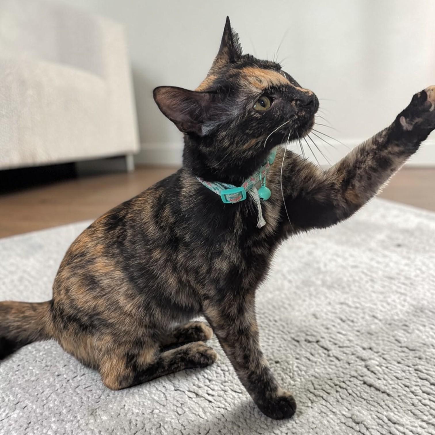 Enlarge Tigress, an adopted mixed breed in St. Louis, MO image 6/6