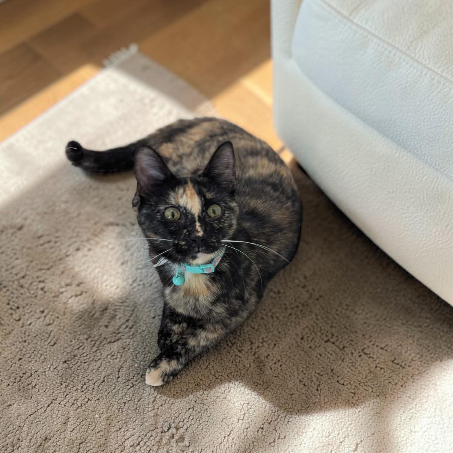 Enlarge Tigress, an adopted mixed breed in St. Louis, MO image 4/6