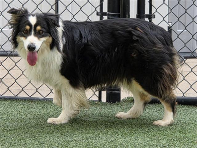 Enlarge KATNISS, a Adoptable Australian Shepherd in Norco, CA image 1/1