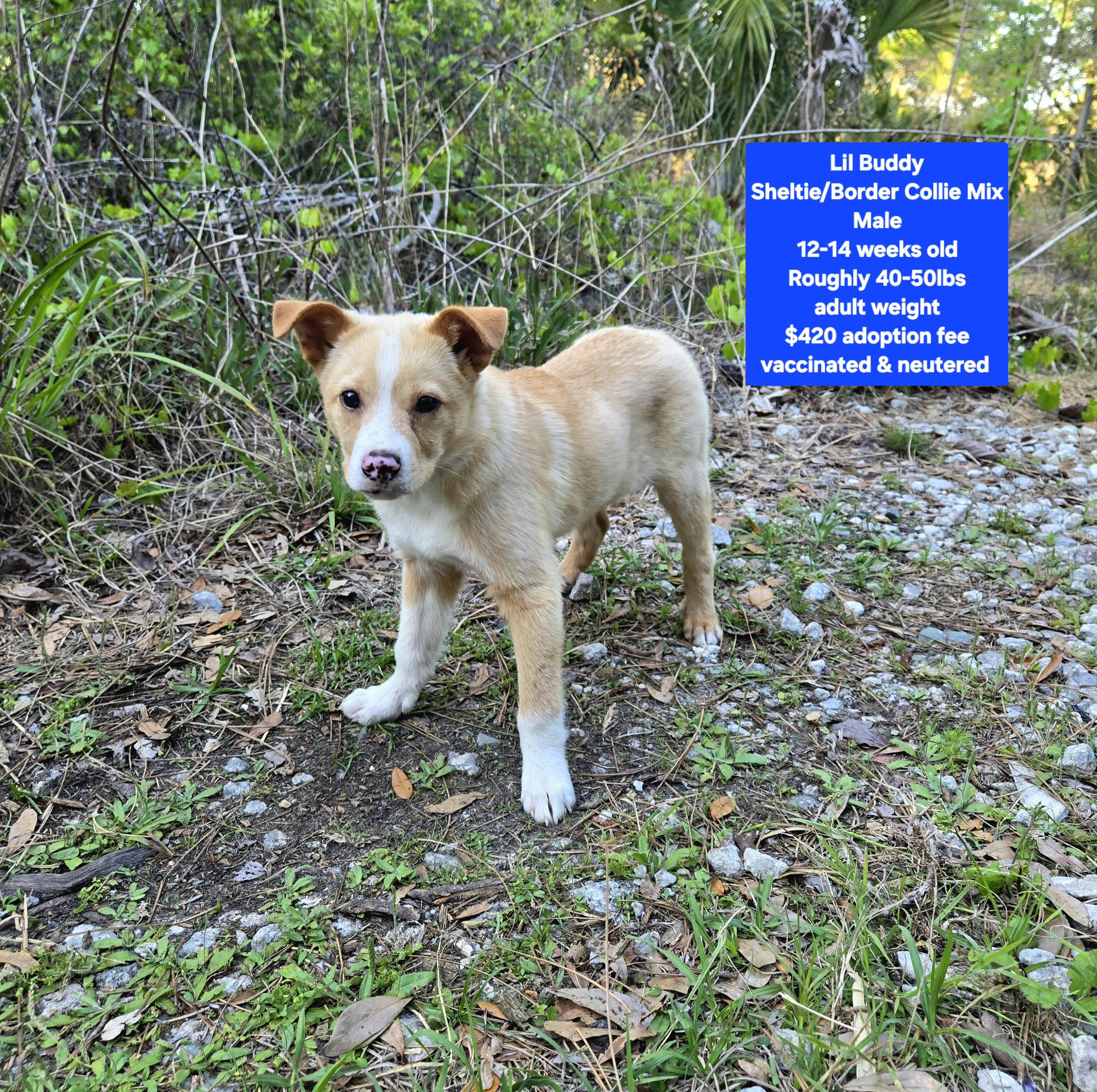 Enlarge Lil Buddy, an adoptable mixed breed in Oviedo, FL image 1/1