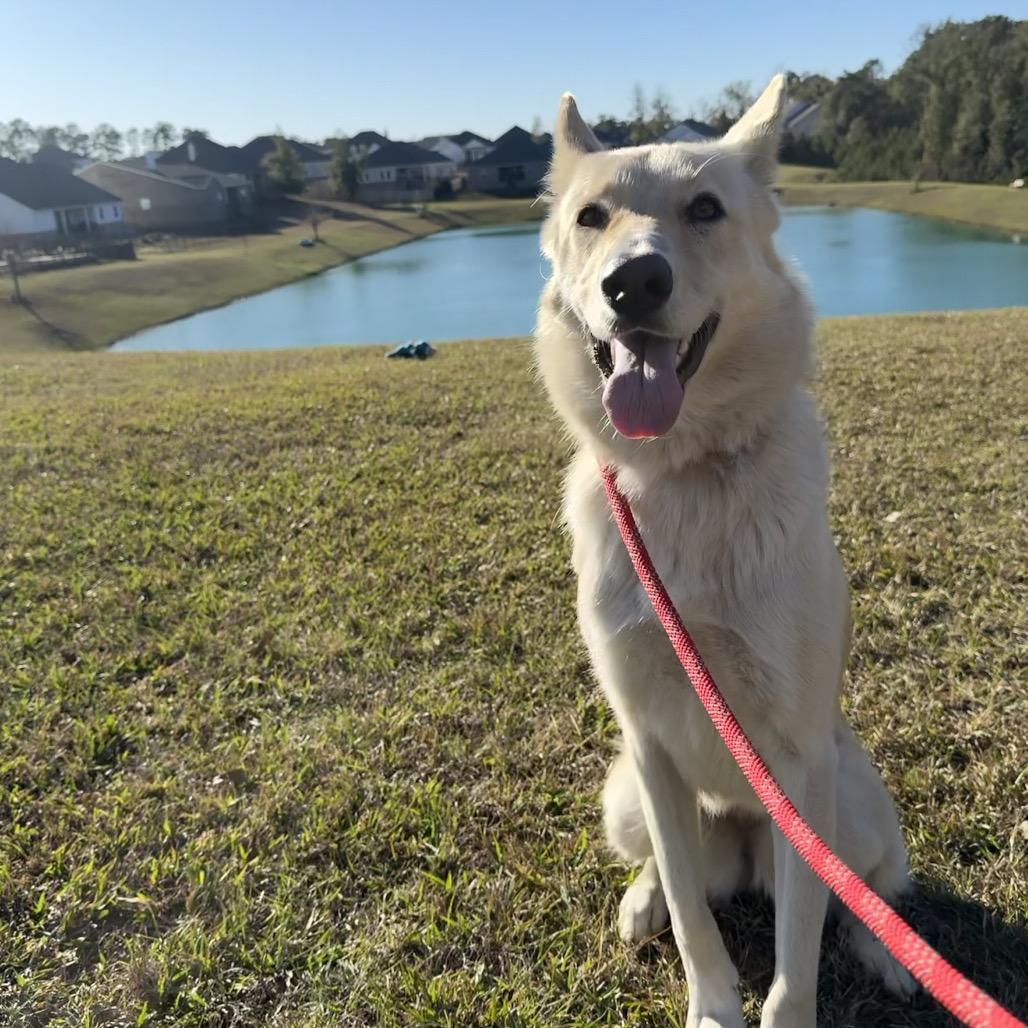 Enlarge Comet, a Adoptable mixed breed in Daphne, AL image 4/4