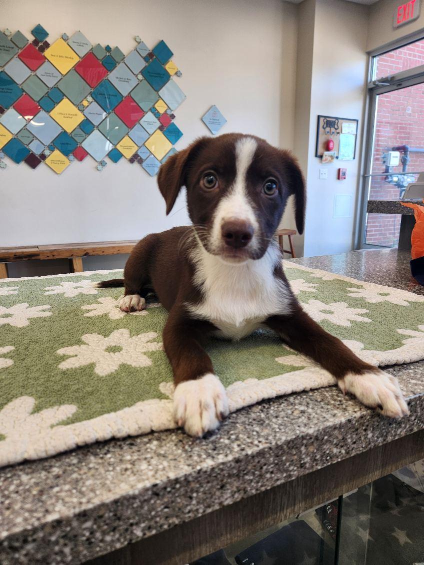 Rhonda, adopted, Puppy Female Retriever.