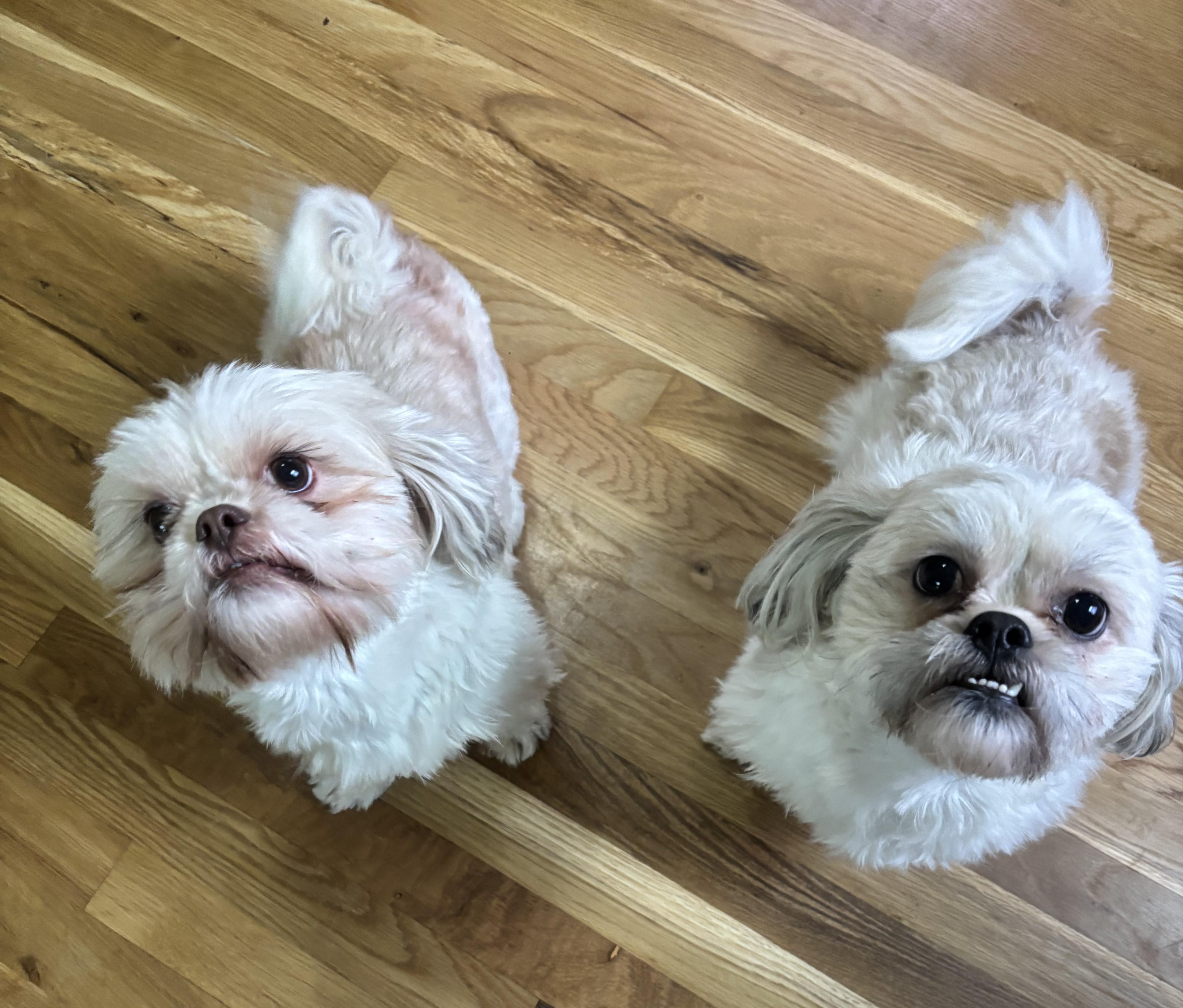 Enlarge Moe, a Adoptable Shih Tzu in Des Plaines, IL image 2/2