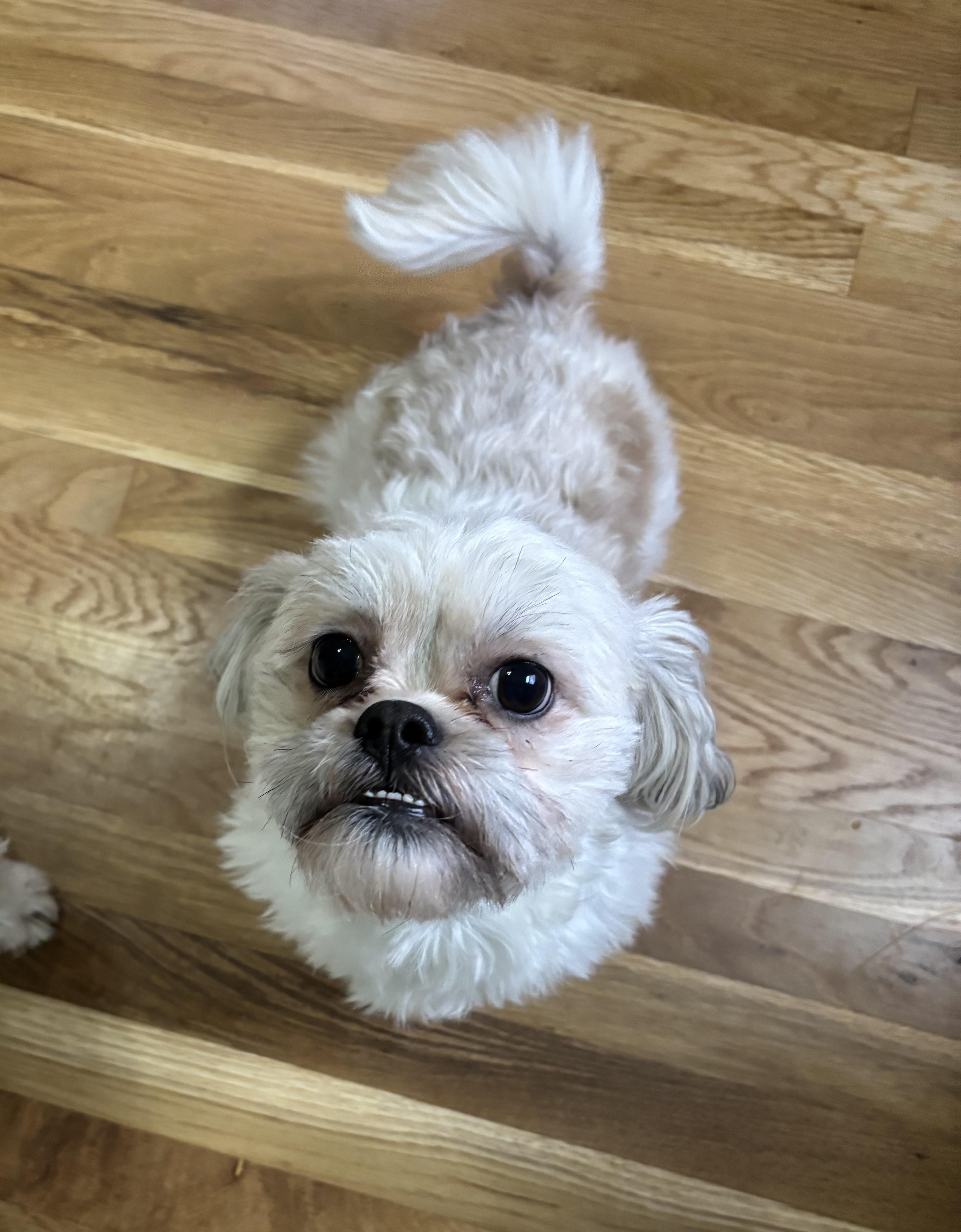 Moe, Adoptable, Adult Male Shih Tzu.
