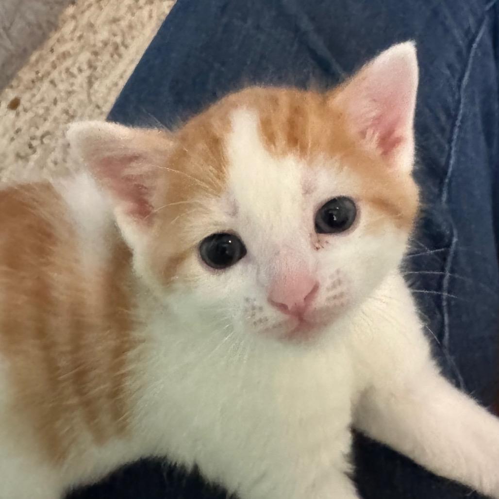 Kimchi, Adoptable, Kitten Male Domestic Short Hair.