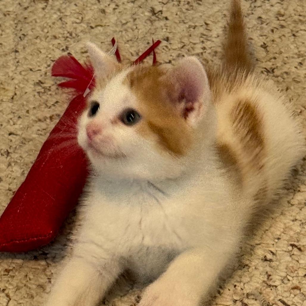 Enlarge Kimchi, a Adoptable Domestic Short Hair in Frederick, MD image 2/6