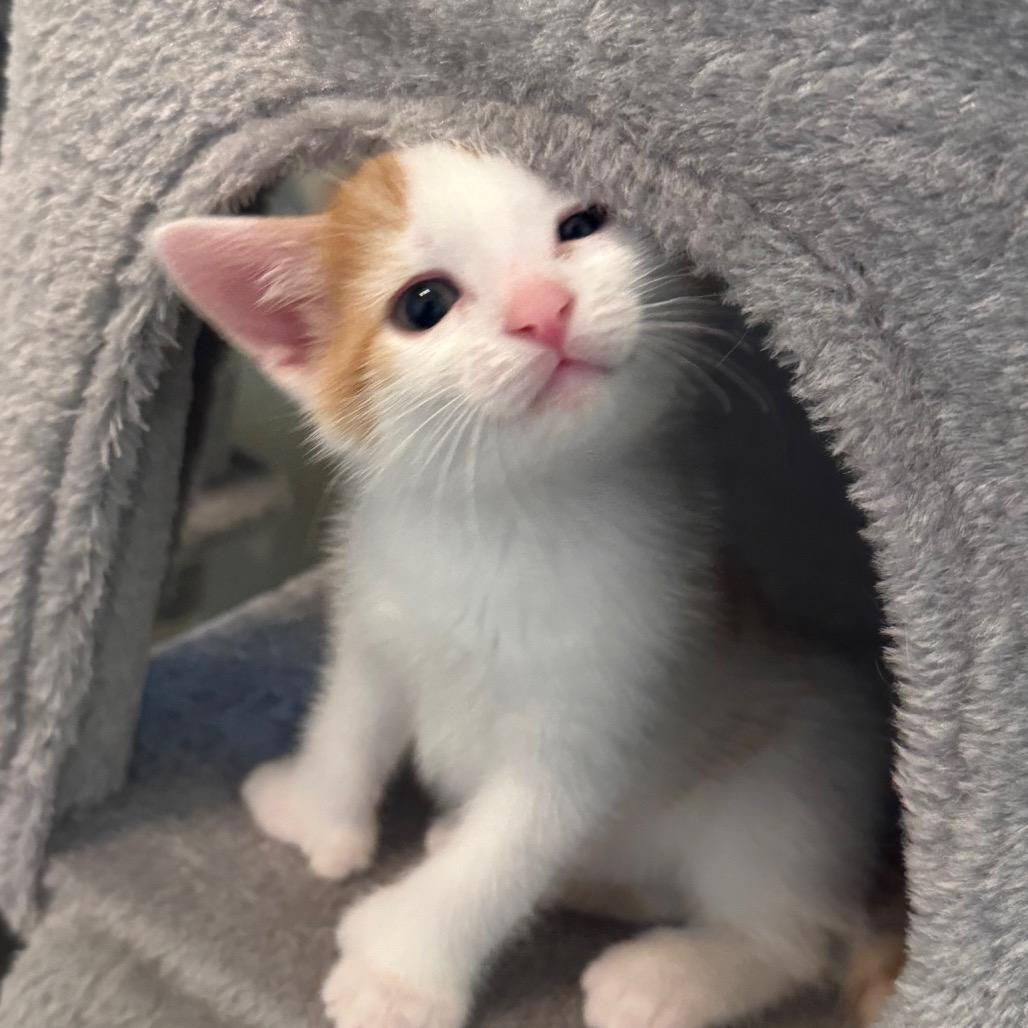 Enlarge Kimchi, a Adoptable Domestic Short Hair in Frederick, MD image 4/6