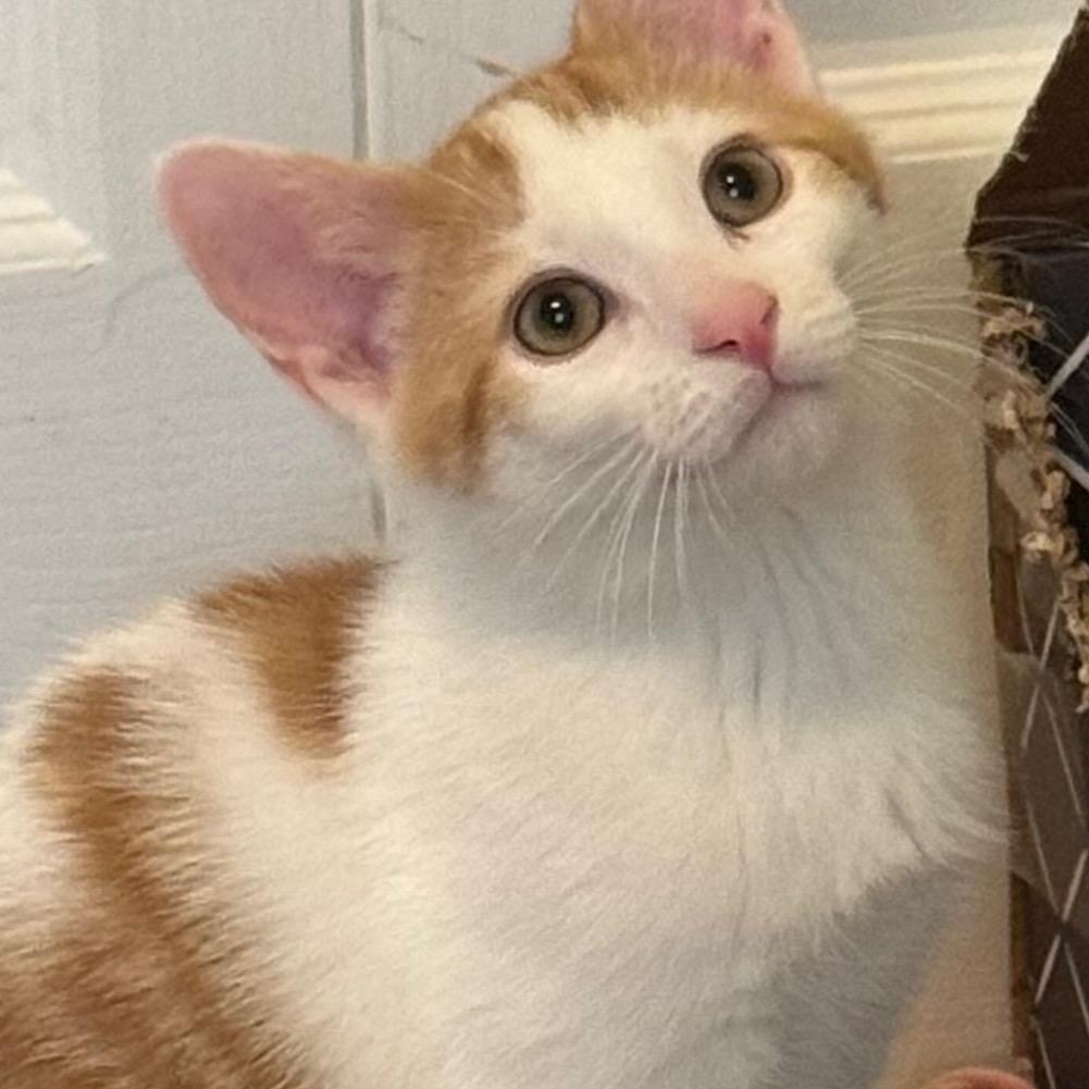 Enlarge Kimchi, a Adoptable Domestic Short Hair in Frederick, MD image 6/6
