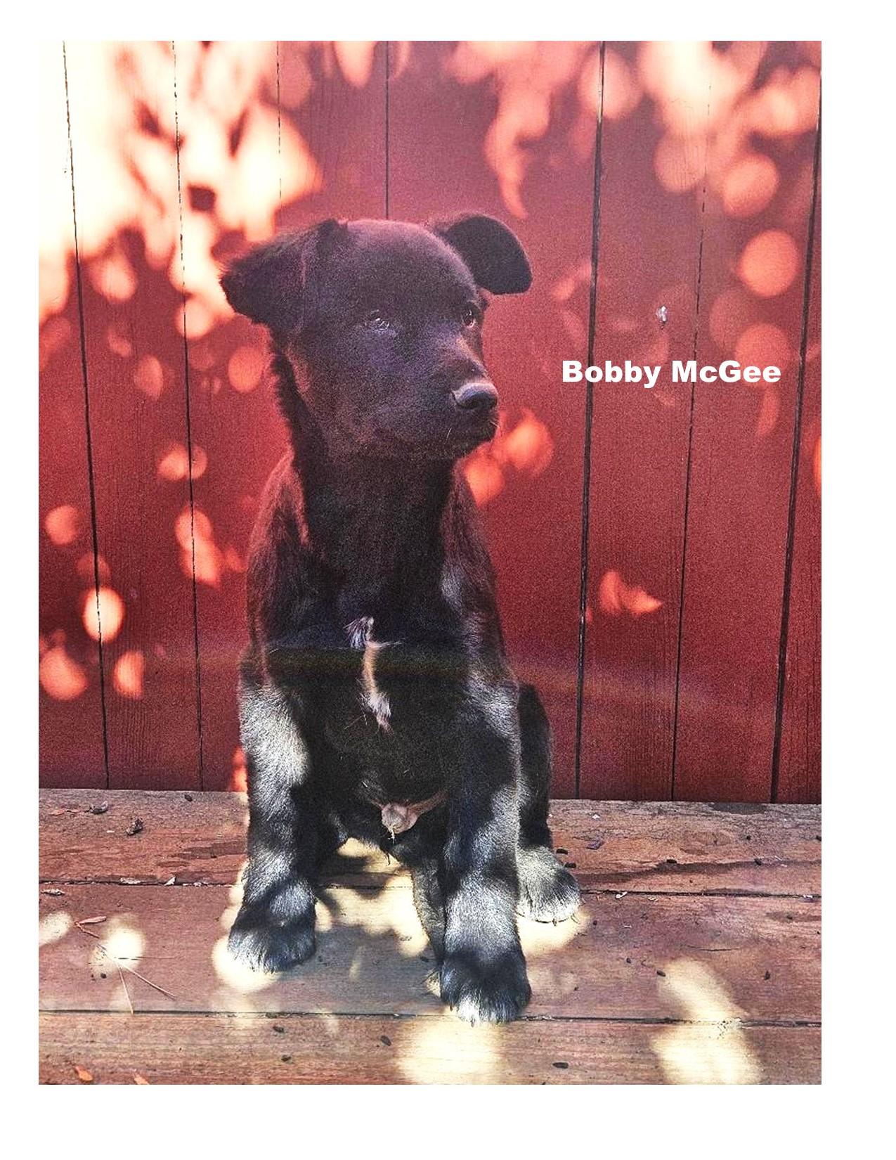Bobby McGee, Adopted, Puppy Male Dutch Shepherd & Shepherd.