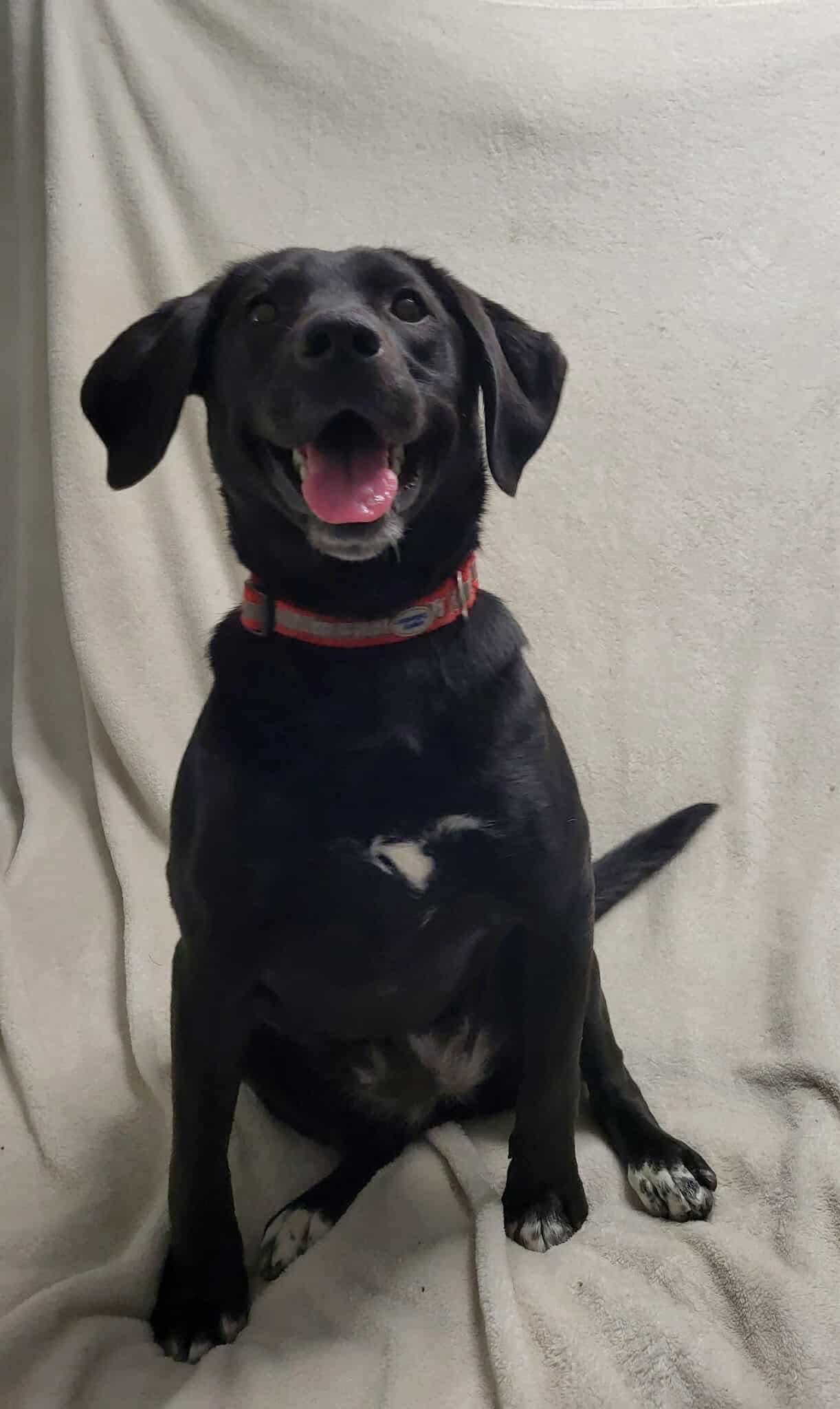 Lacy Sue, a Adoptable Labrador Retriever in Lewistown, PA image 1/3