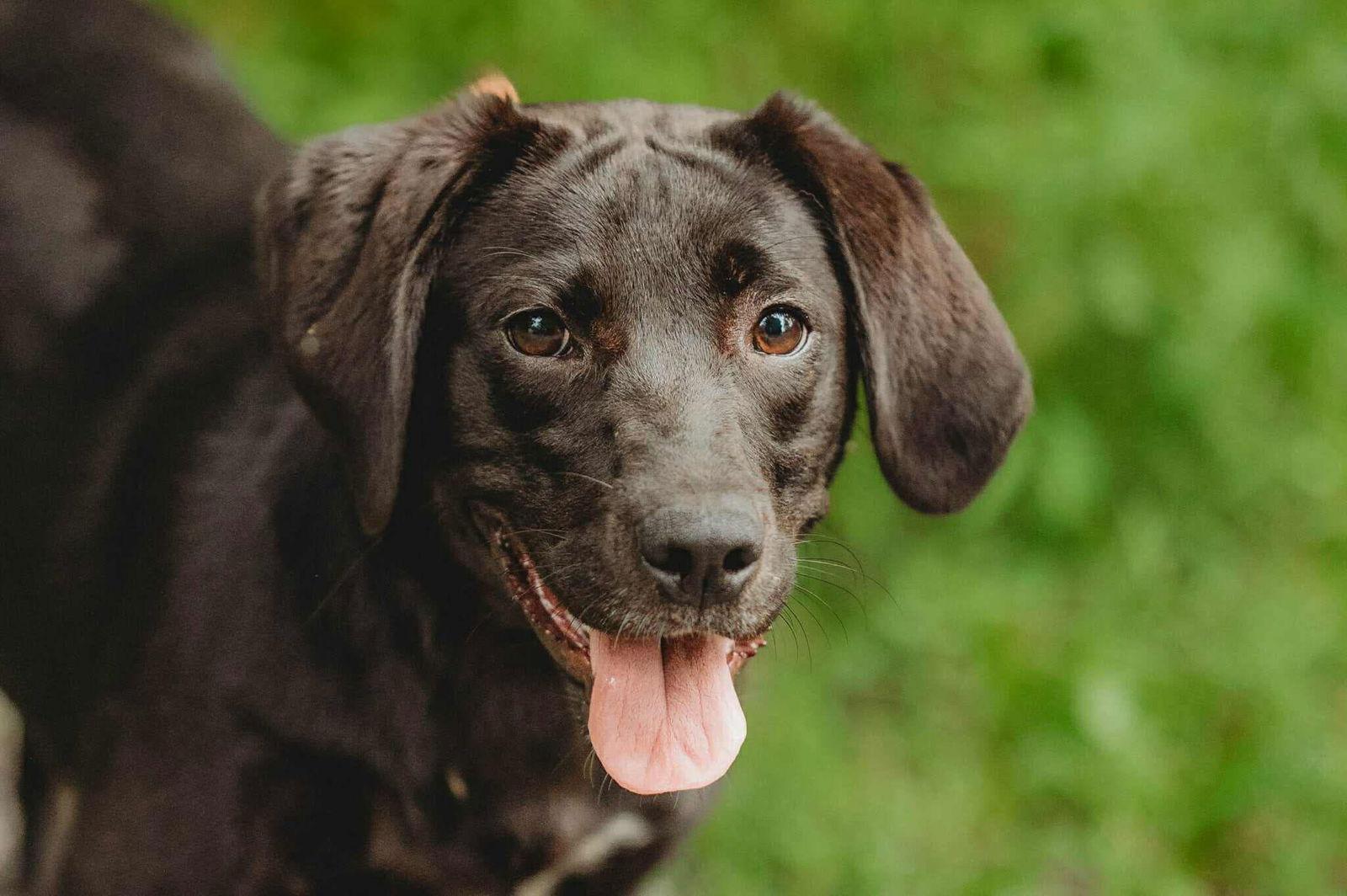 Lacy Sue, a Adoptable Labrador Retriever in Lewistown, PA image 3/3