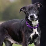 Athena, Adoptable, Senior Female Black Labrador Retriever.