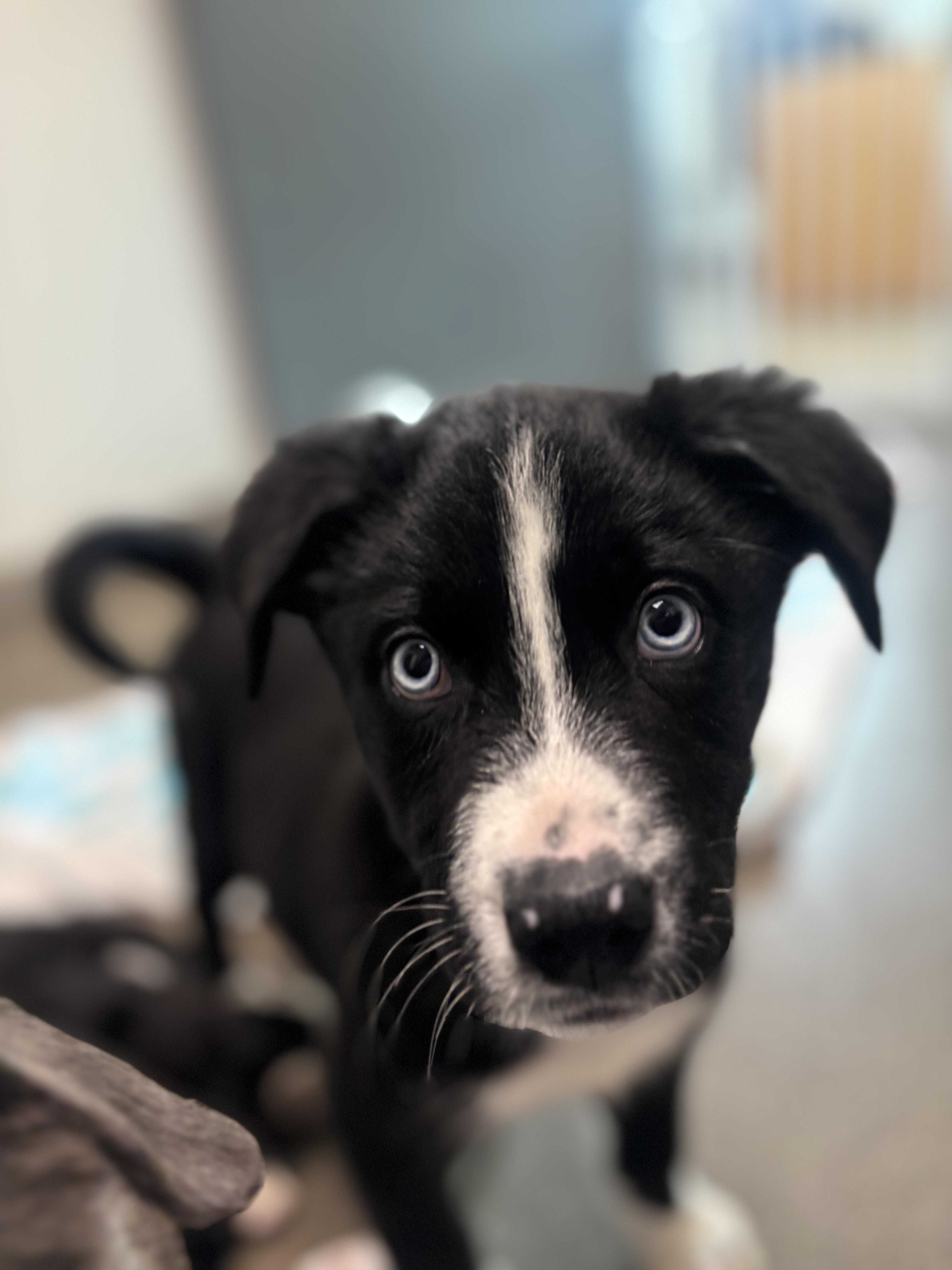 Enlarge Domino, a Adopted mixed breed in Chico, CA image 1/2