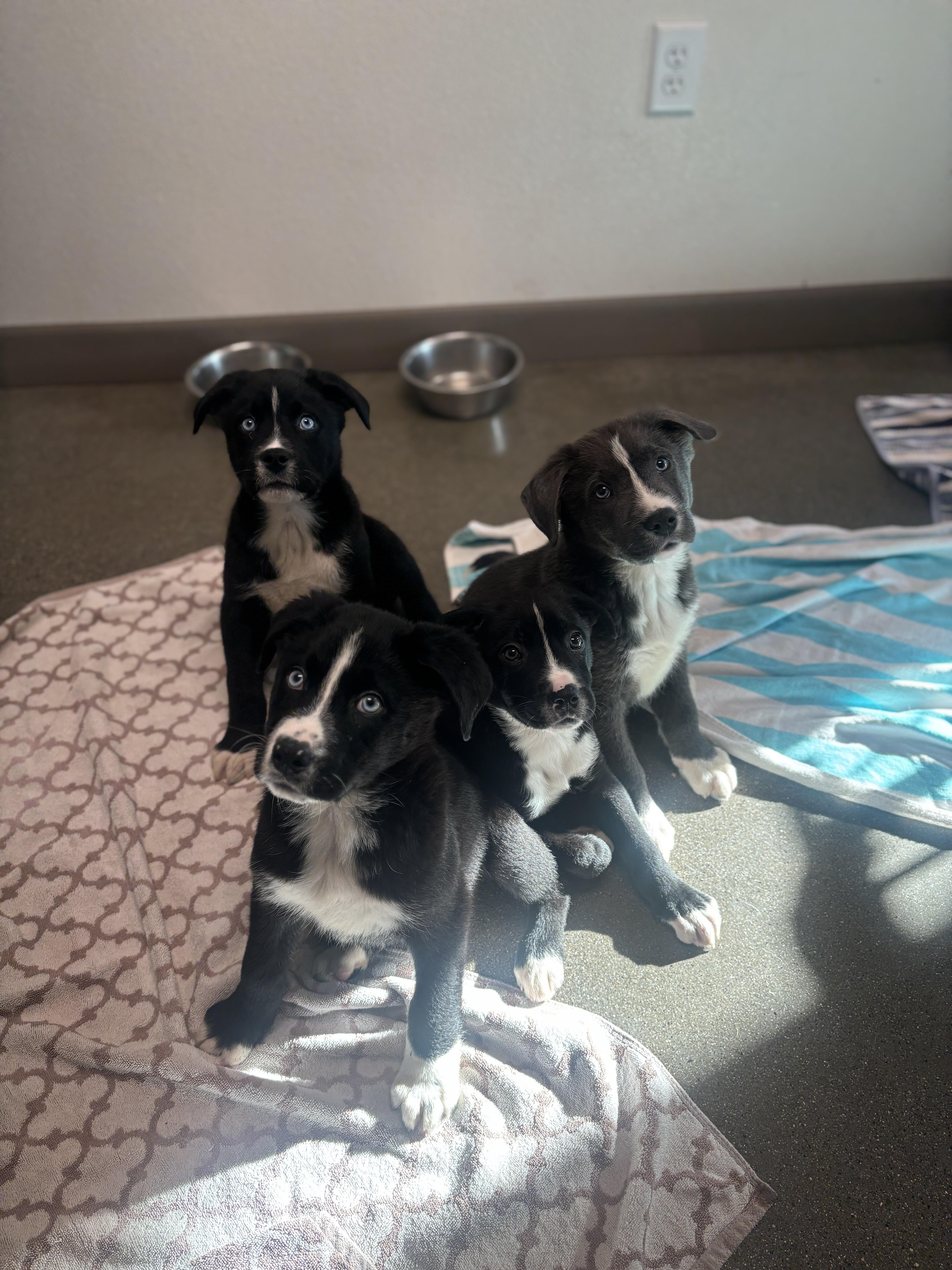 Enlarge Domino, a Adopted mixed breed in Chico, CA image 2/2