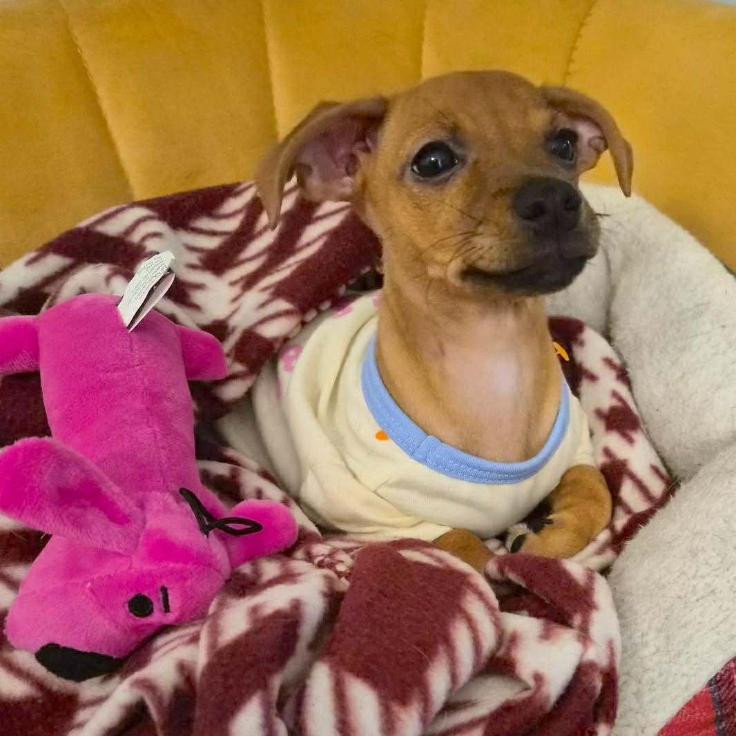 Enlarge Lucy Lu, a Adoptable mixed breed in Seattle, WA image 3/6