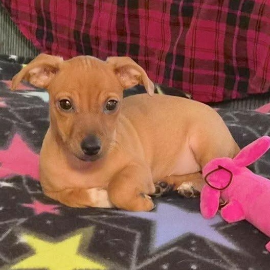 Enlarge Lucy Lu, a Adoptable mixed breed in Seattle, WA image 2/6