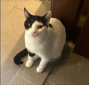 Annabelle, a Adoptable Oriental Short Hair in Herndon, VA image 1/3