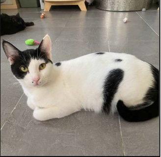 Annabelle, a Adoptable Oriental Short Hair in Herndon, VA image 2/3