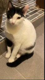 Annabelle, a Adoptable Oriental Short Hair in Herndon, VA image 3/3