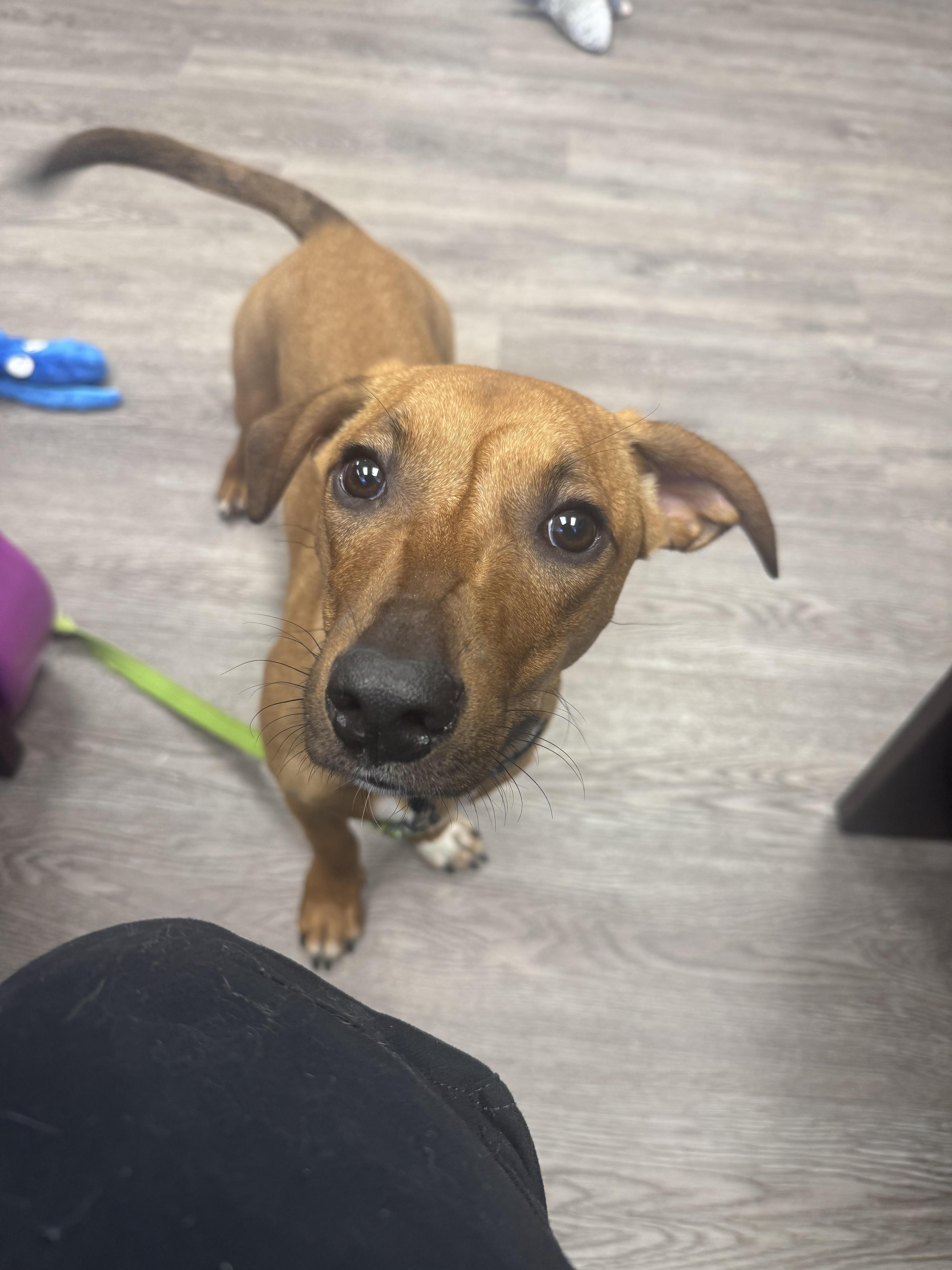 Dutch, Adoptable, Puppy Male Dachshund.