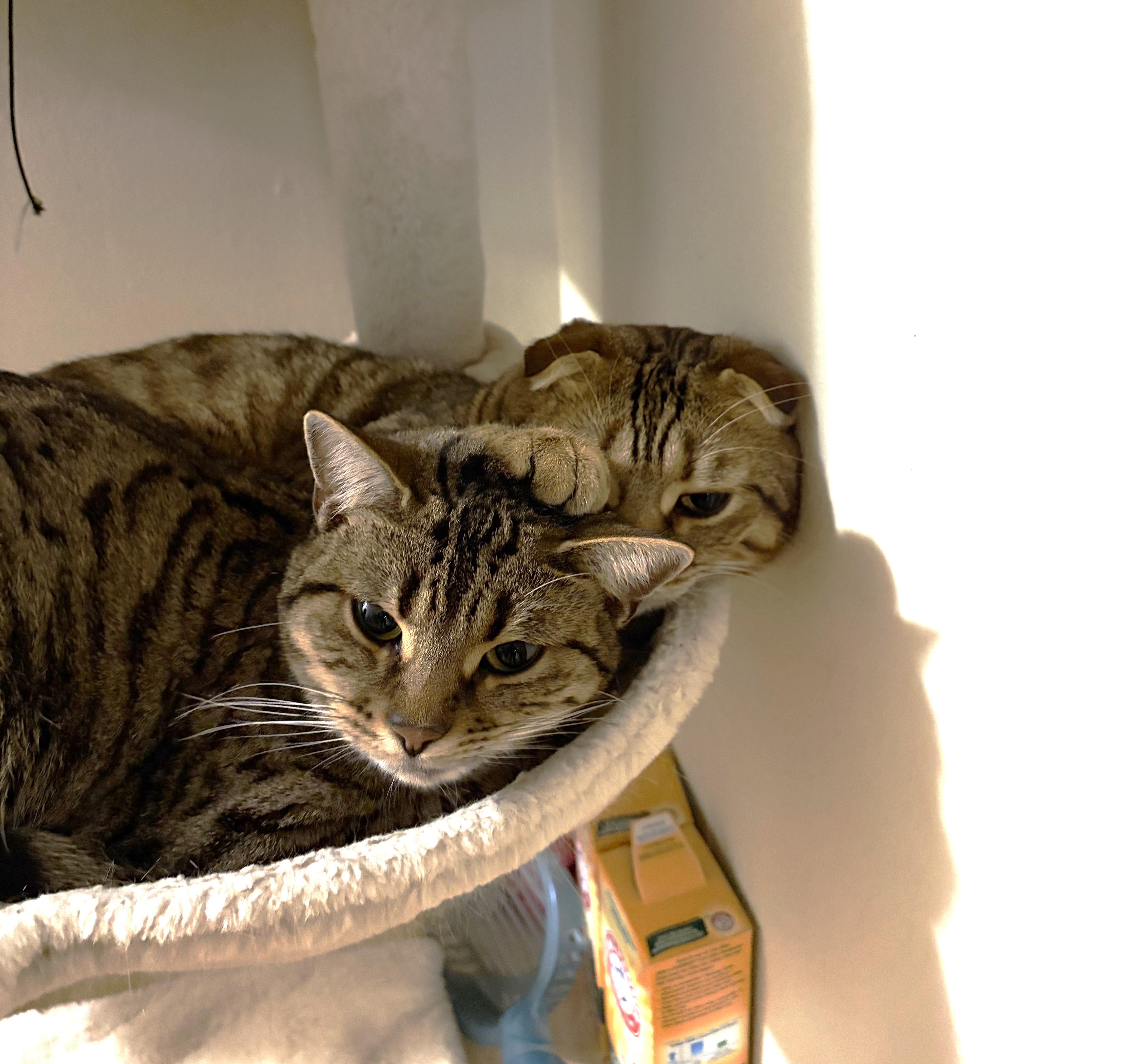 Enlarge William, an adopted Scottish Fold in Mississauga, ON image 6/6