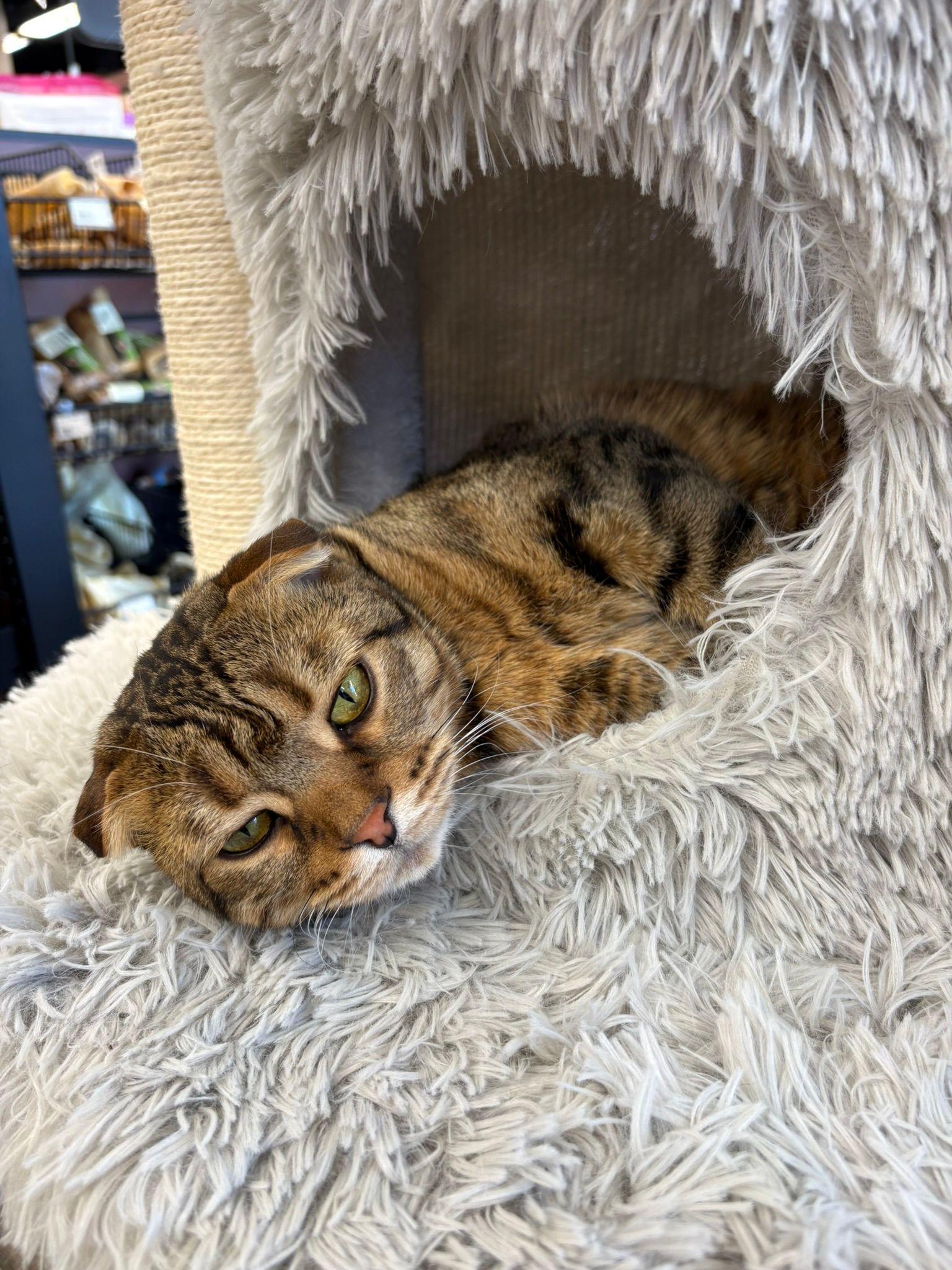 Enlarge William, an adopted Scottish Fold in Mississauga, ON image 5/6