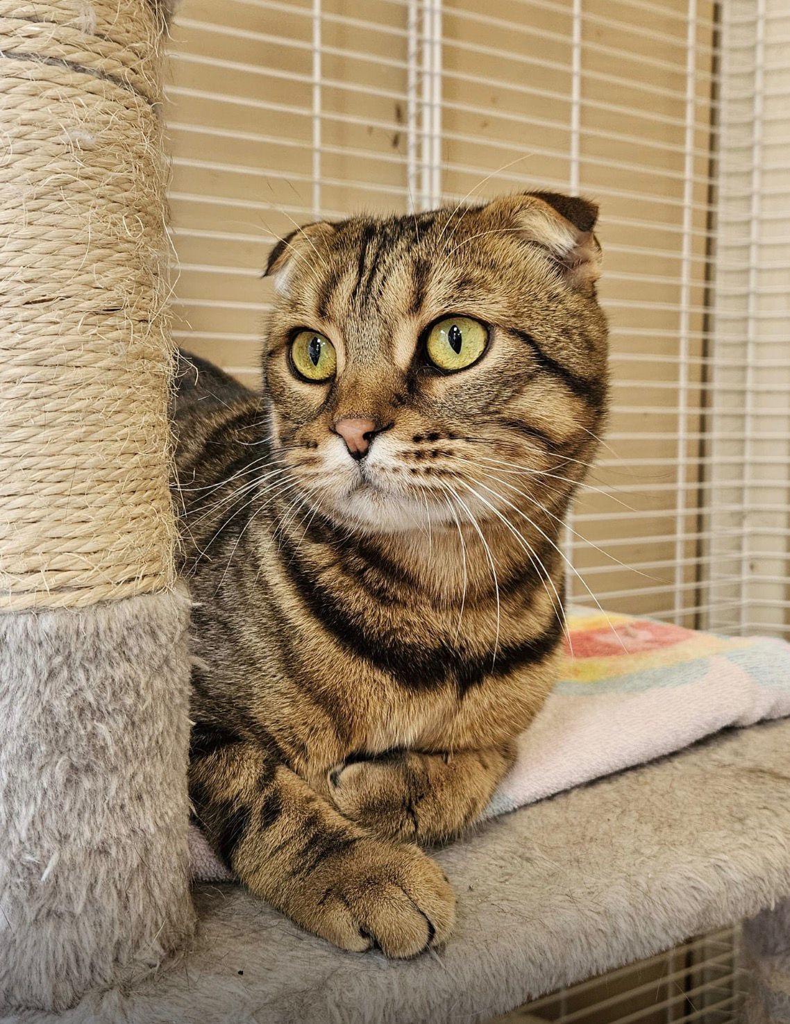 Enlarge William, an adopted Scottish Fold in Mississauga, ON image 3/6