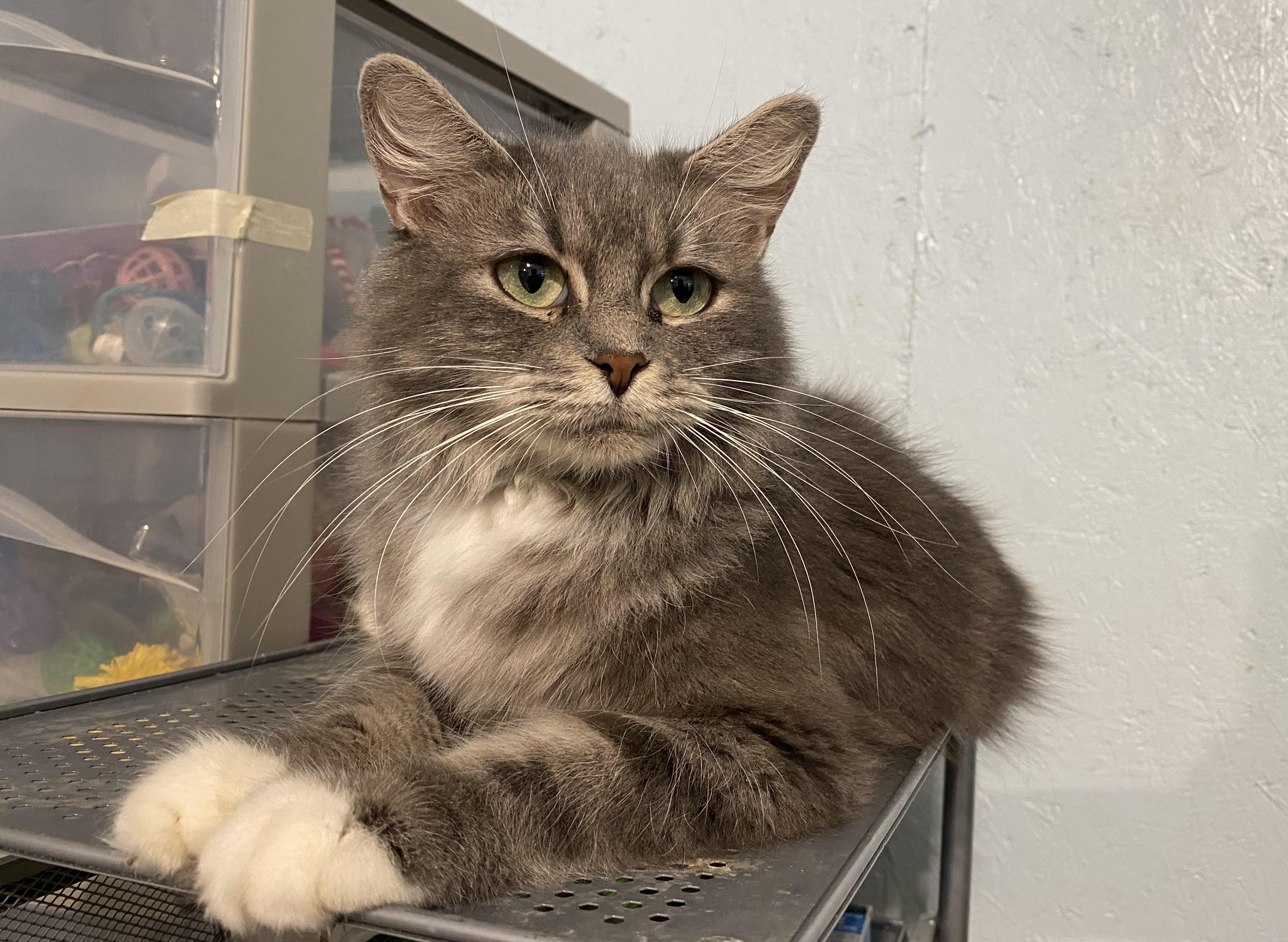 Enlarge Millibar (BC), a Adoptable Domestic Long Hair in Greenville, SC image 1/1