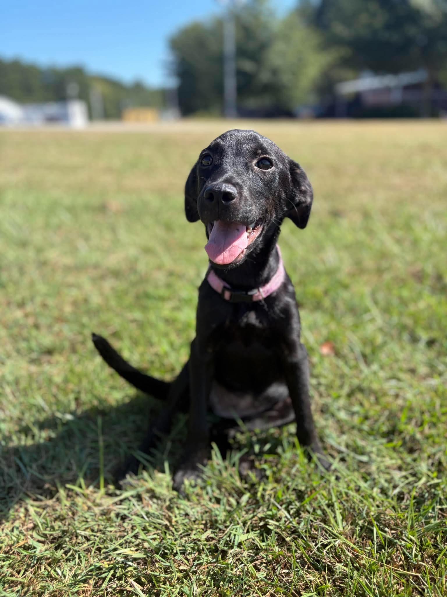 Enlarge Kate, a Adoptable mixed breed in Wando, SC image 3/6