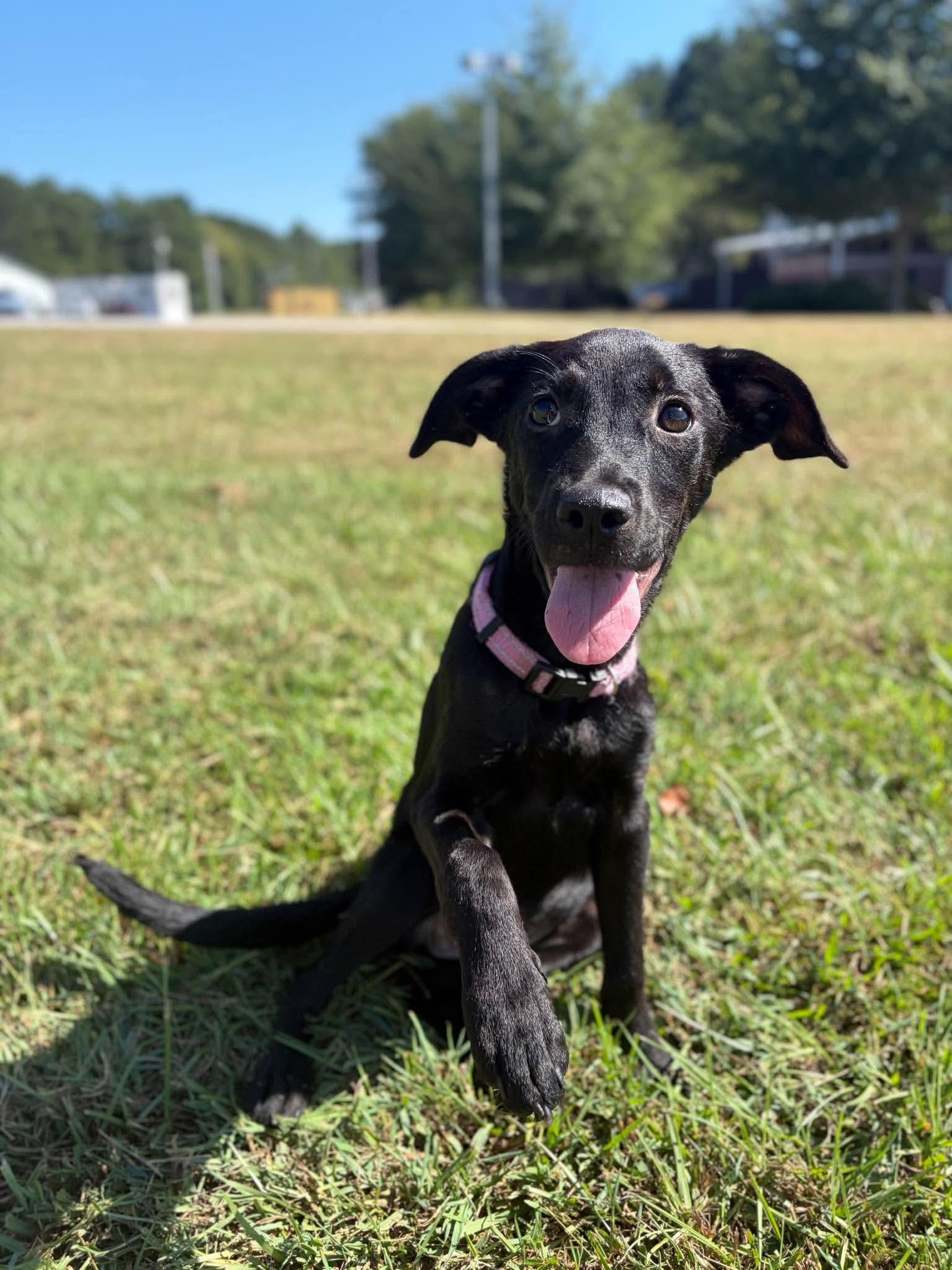 Kate, Adoptable, Puppy Female Labrador Retriever.