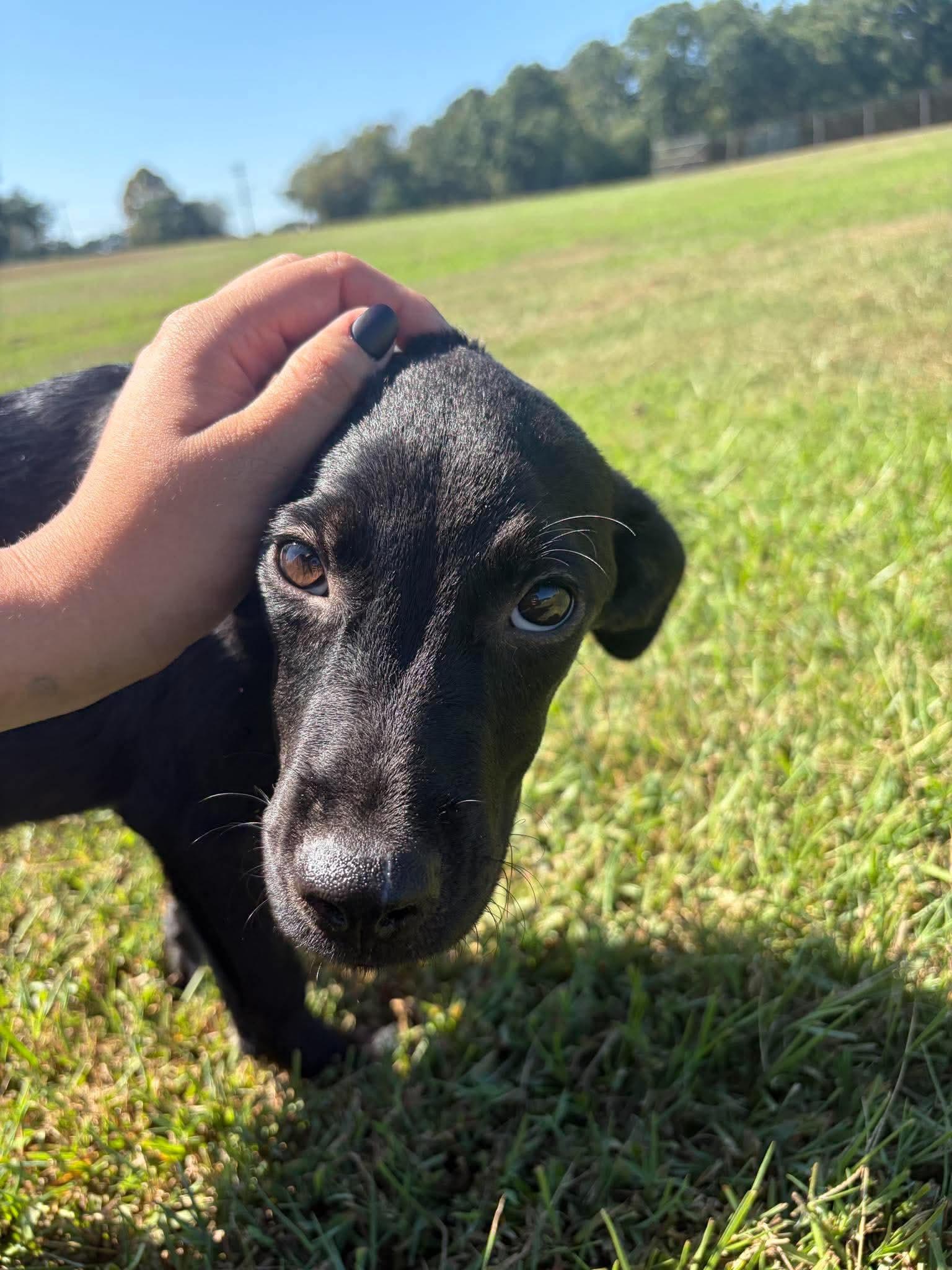 Enlarge Kate, a Adoptable mixed breed in Wando, SC image 4/6