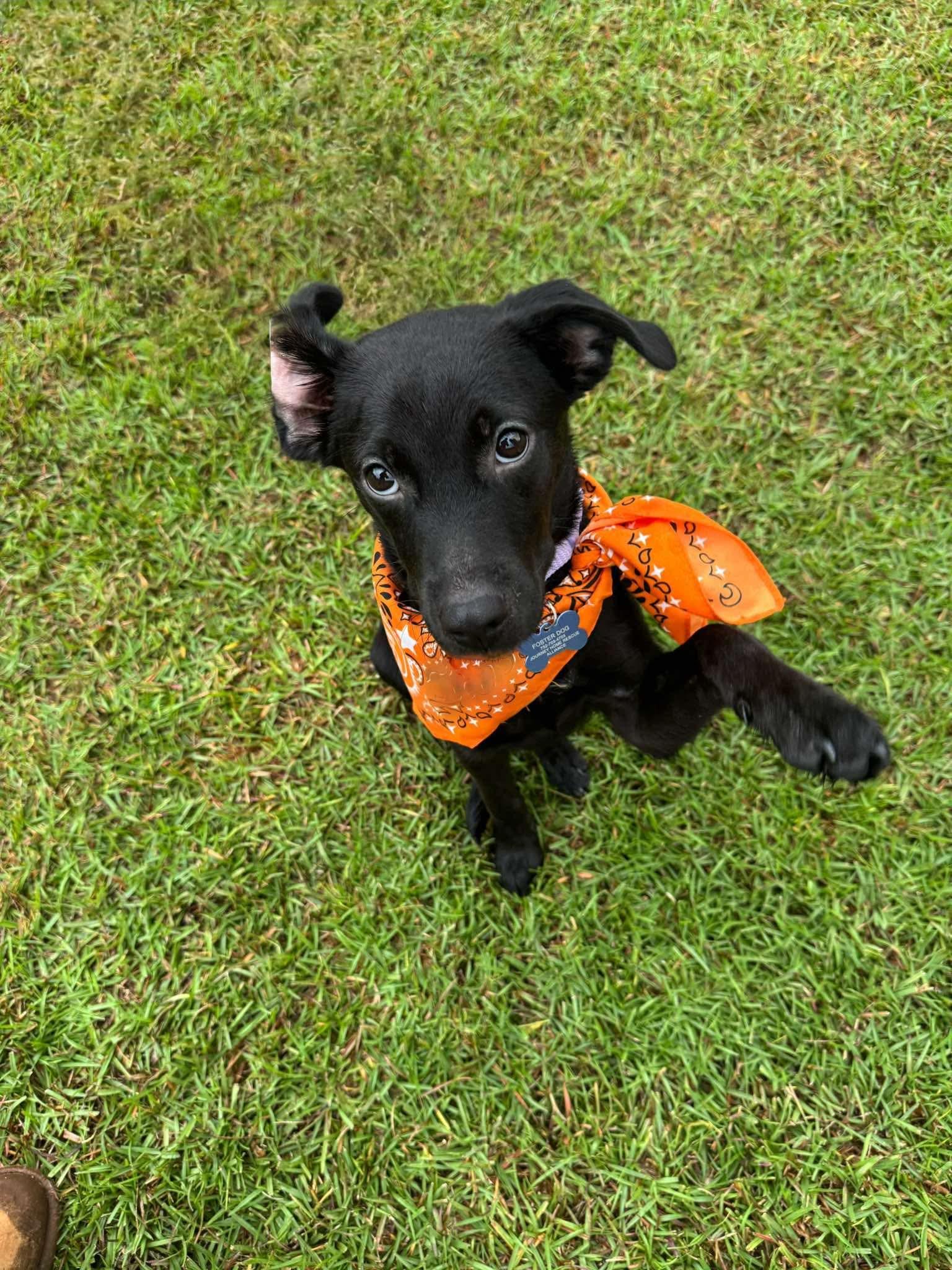Enlarge Kate, a Adoptable mixed breed in Wando, SC image 6/6