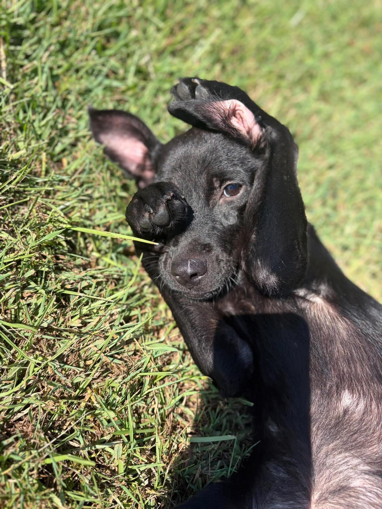 Enlarge Kate, a Adoptable mixed breed in Wando, SC image 2/6