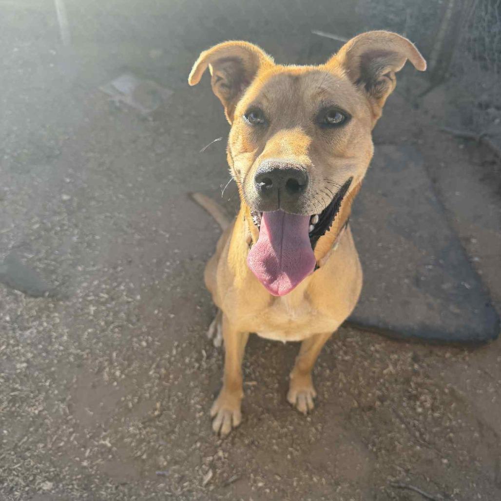 Lucky, Adoptable, Adult Female Cattle Dog & Black Mouth Cur.