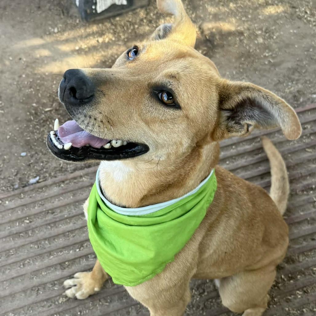 Enlarge Lucky, a Adoptable mixed breed in Stephenville, TX image 2/6