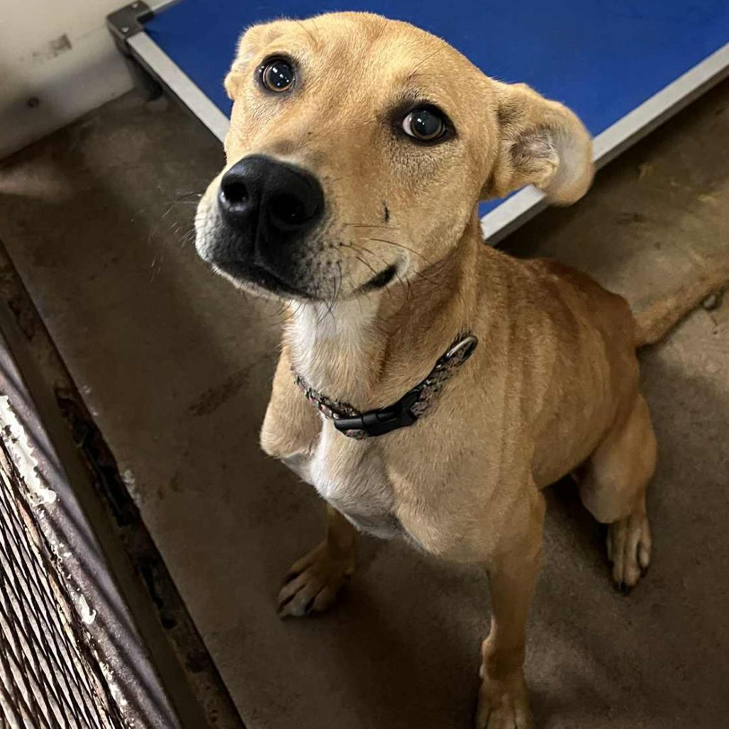 Lucky, a Adoptable mixed breed in Stephenville, TX image 2/3