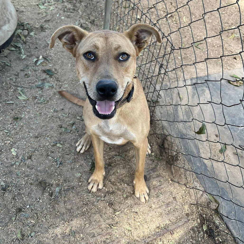 Lucky, a Adoptable mixed breed in Stephenville, TX image 3/3